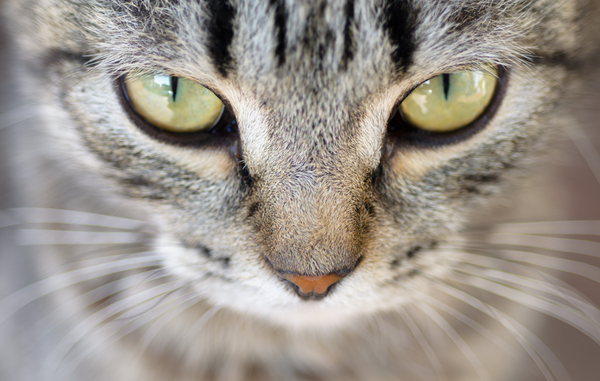 What Colors Can Cats Really See?