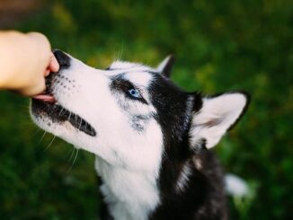 Can dogs eat almonds