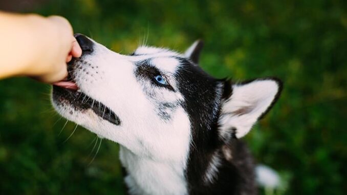 Can dogs eat almonds