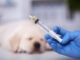 Top Dog Deworming Solutions for Every Breed