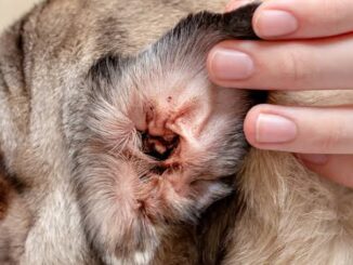 The Dangers of Ear Mites in Dogs