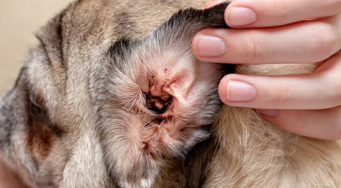 The Dangers of Ear Mites in Dogs