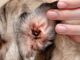 The Dangers of Ear Mites in Dogs