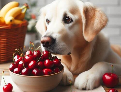 Can Dogs Have Cherries? Exploring the Risks and Benefits